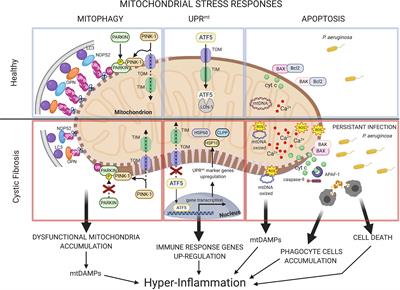 Mitochondrial Stress Responses and “Mito-Inflammation” in Cystic Fibrosis